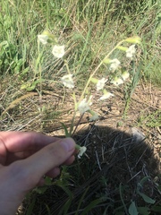 Silene dichotoma