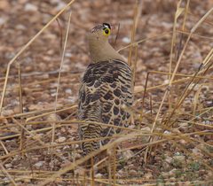 Pterocles quadricinctus