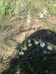 Silene dichotoma