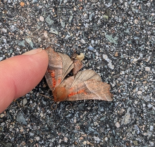 Herald Moth photo 6