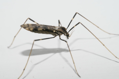 Ilisia graphica