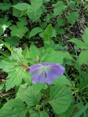 Geranium platyanthum
