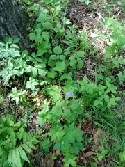 Geranium platyanthum