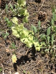 Salvia absconditiflora