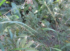 Cryptocarya wyliei