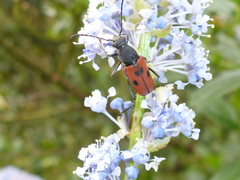 Anastrangalia laetifica