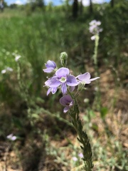 Veronica pectinata