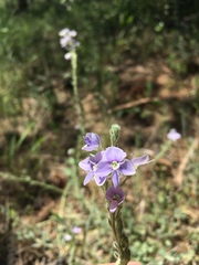 Veronica pectinata