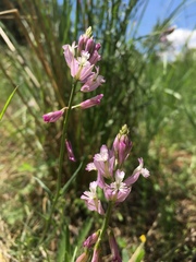 Polygala anatolica