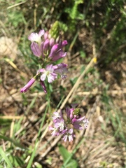 Polygala anatolica