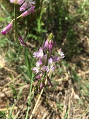 Polygala anatolica