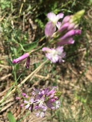 Polygala anatolica