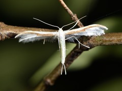 Pterophorus monospilalis