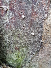 Chaenotheca brachypoda