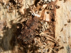 Syrphetodes marginatus