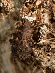 Syrphetodes marginatus