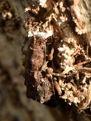 Syrphetodes marginatus