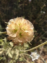 Lomelosia simplex dentata