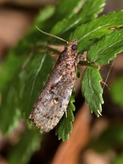 Cryptaspasma querula