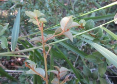 Cryptocarya wyliei