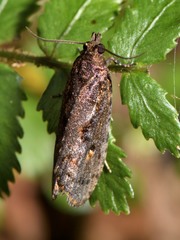 Cryptaspasma querula