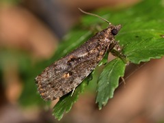 Cryptaspasma querula
