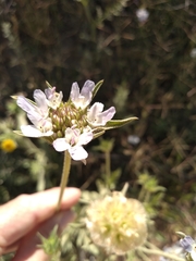 Lomelosia simplex dentata