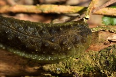 Athoracophorus papillatus