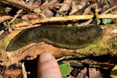 Athoracophorus papillatus