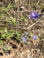 Veronica multifida