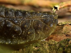 Athoracophorus papillatus
