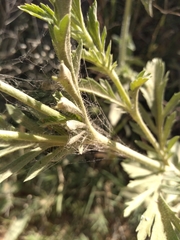 Lomelosia simplex dentata