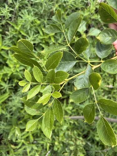 green ash