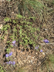 Veronica multifida