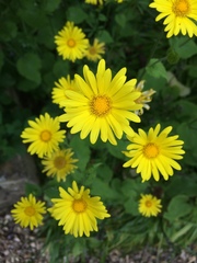 Doronicum