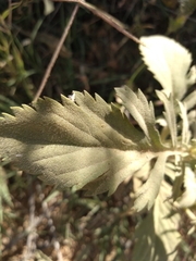 Lomelosia simplex dentata