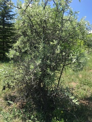Pyrus elaeagrifolia