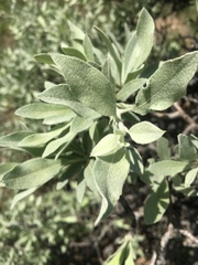 Pyrus elaeagrifolia