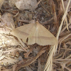 Rhodostrophia pudorata