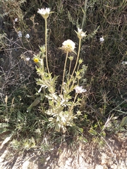 Lomelosia simplex dentata