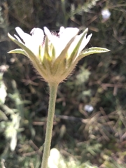 Lomelosia simplex dentata