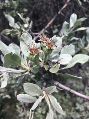 Pyrus elaeagrifolia
