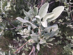 Pyrus elaeagrifolia