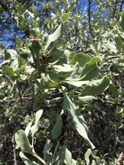 Pyrus elaeagrifolia