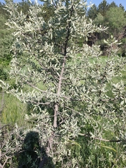 Pyrus elaeagrifolia