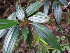 Dendrotrophe varians