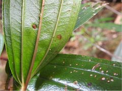 Dendrotrophe varians