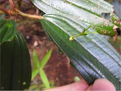 Dendrotrophe varians