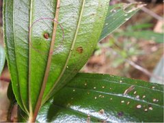 Dendrotrophe varians