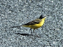 Motacilla flava flava